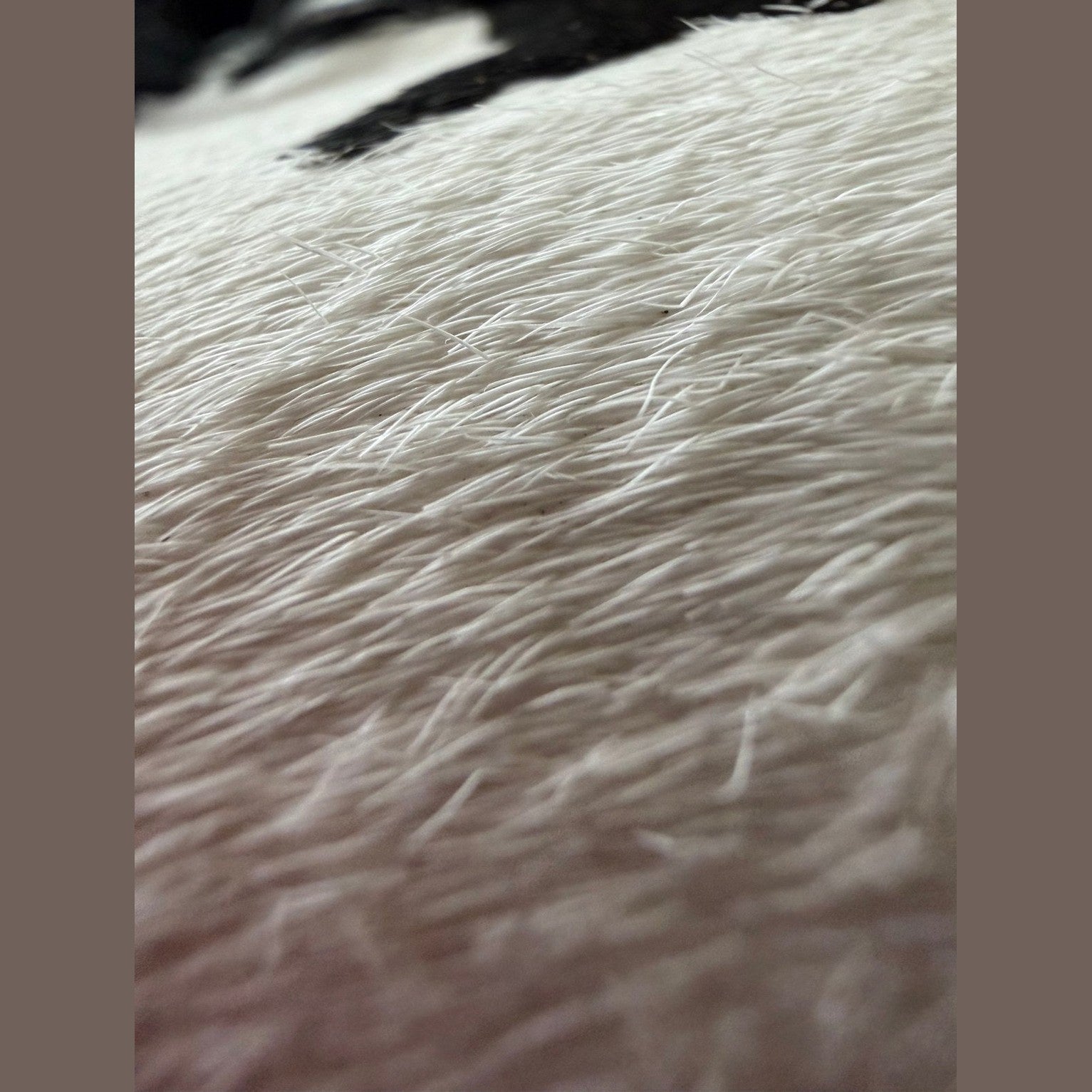 Image of Chanel flat במלאי